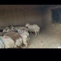 بره|حیوانات مزرعه|حاجی آباد, |دیوار