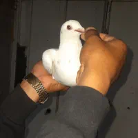 بفروش|پرنده|برازجان, |دیوار