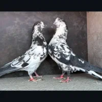 فروش جفت کبوتر پرش تضمین