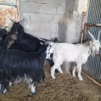 بز جوان|حیوانات مزرعه|کربال, |دیوار