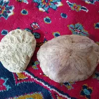 سنگ فسل نقشه دار