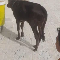 گوساله ماده