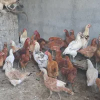 مرغ و خروس محلی|حیوانات مزرعه|بانه, |دیوار