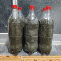 نعنا خشک ارگانیک
