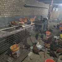 مرغ محلی وخروس وبوقلمو وجوجه