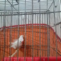 جفت فنچ با جفت مرغ عشق