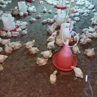 جوجه گوشتی ۲۰روزه|حیوانات مزرعه|سبزوار, رباط|دیوار