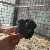 کفتر پرشی خوش خال یه جایی