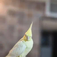 عروس هلندی ملنگو راهب خورشیدی گرینچیک شاه طوطی|پرنده|شاهین‌شهر, فردوسی|دیوار