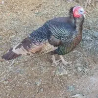 فروش یک عدد بوقلمون نر