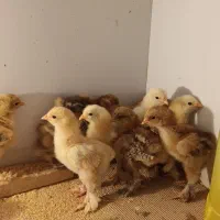 جوجه برهما...|حیوانات مزرعه|یزد, |دیوار