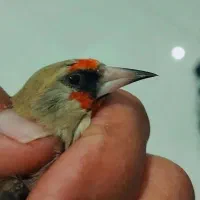 سهره کرمونی و دورگ کرمانی|پرنده|ششده و قره بلاغ, |دیوار