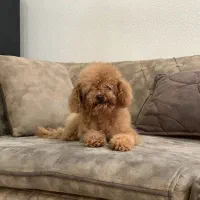 سگ پودل|سگ|تهران, دریاچه شهدای خلیج فارس|دیوار