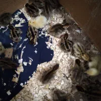 بچه بلدرچین