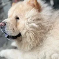 سگ چاو چاو اصل زبان بنفش دم پیچیده کینک سایز فی14|سگ|شیراز, ملاصدرا|دیوار