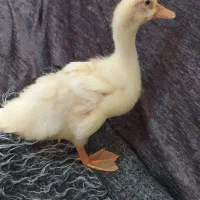 اردک سفید با مزه|حیوانات مزرعه|شیراز, دشت چنار|دیوار
