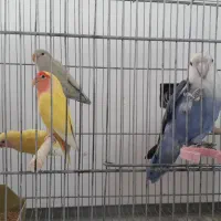 کوتوله برزیلی زیباوخاص|پرنده|ابریشم, |دیوار