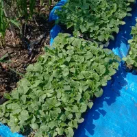 نشاء صیفی جات