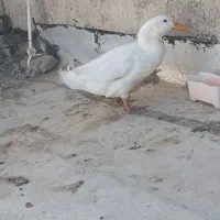 اردک مرغ خروس