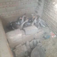 مغداری قاز دارم