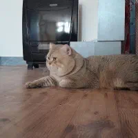 گربه شورت هیر بریتیش کشش جفت وارداتی|گربه|پردیس, فاز ۸|دیوار