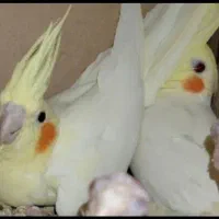 گرینچیک عروس هلندی طوطی برزیلی قناری ملنگو سهره|پرنده|کرج, شهرک رضوانیه|دیوار