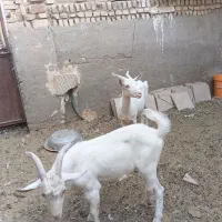 بز سانان،کره،گوسفند سانان