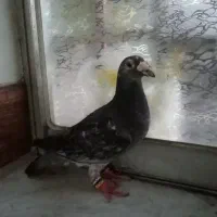 کبوتر مسافتی معاوضه