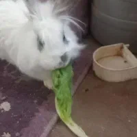 خرگوش لوپ|موش و خرگوش|چناران, |دیوار