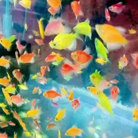 ماهی آروانا کالرویدو آنجل هکلی بلک گوست ردلاین کت