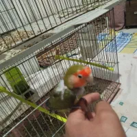 یک جفت کوتوله|پرنده|میبد, |دیوار