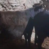 گاومحلی|حیوانات مزرعه|کلاترزان, |دیوار