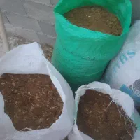 کودمرغی مخلوط خاک اره سیاه