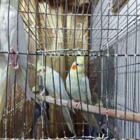 عروس هلندی طوطی لوتینو|پرنده|رشت, نخودچر|دیوار