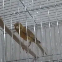 قناری سوخته|پرنده|تبریز, |دیوار