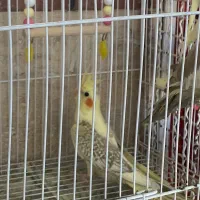 عروس هلندی دو ماهه