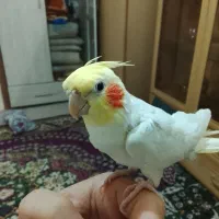 عروس هلندی ناز|پرنده|مشهد, هفده شهریور|دیوار