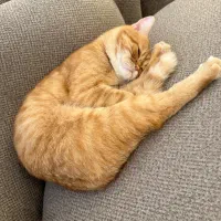 گربه بیریتیش نارنجی باهوش و بازی گوش|گربه|محمدشهر, همایون ویلا|دیوار