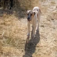 سگ ۵ ساله سرحال