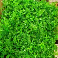 چمن دیوار سبز