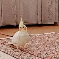 عروس هلندی|پرنده|مرند, |دیوار