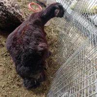 میش و بره افشار اصل