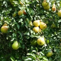 نهال وگل فروشی وهرس کاری|گل و گیاه طبیعی|اردبیل, |دیوار