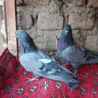 کفتر کبوتر پرشی|پرنده|قم, شهر قائم|دیوار