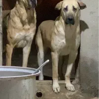 توله سگ افغان|سگ|جوادآباد, |دیوار