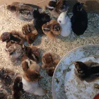 جوجه  یک روزه