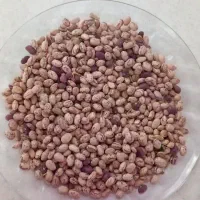 لوبیا چیتی