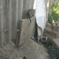 گربه
