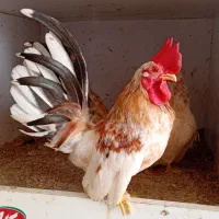 تخم مرغ جاپنیز از بهترین مولدها