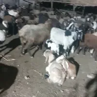 بزغاله نر گمشده... گوسفند